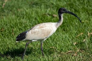 ibis bianco australiano foto