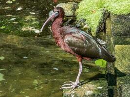 lucido ibis nel Australia foto