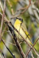 grigio headed Honeyeater foto