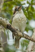 ridendo kookaburra nel Australia foto