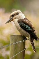 ridendo kookaburra nel Australia foto