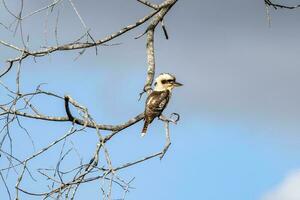 ridendo kookaburra nel Australia foto