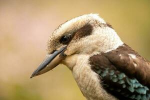 ridendo kookaburra nel Australia foto