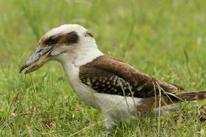 ridendo kookaburra nel Australia foto