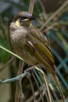 lewin's Honeyeater nel Australia foto