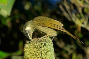 lewin's Honeyeater nel Australia foto