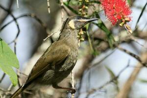 lewin's Honeyeater nel Australia foto