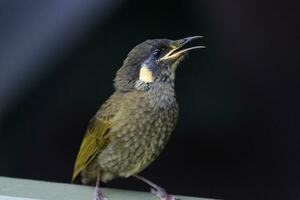 lewin's Honeyeater nel Australia foto