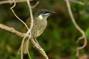 lewin's Honeyeater nel Australia foto