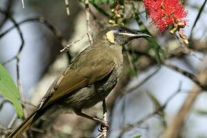 lewin's Honeyeater nel Australia foto