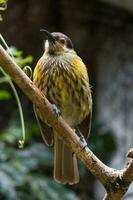 macleay's Honeyeater nel Australia foto