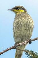 mangrovia Honeyeater nel Australia foto