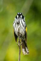 nuovo Olanda Honeyeater foto