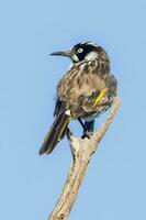 nuovo Olanda Honeyeater foto