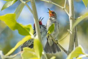 rosso headed Honeyeater foto