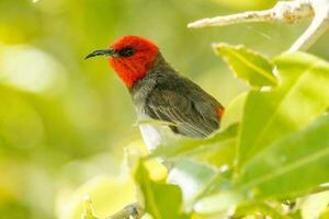 rosso headed Honeyeater foto