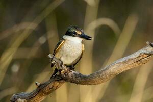 sacro martin pescatore nel australasia foto