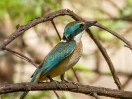 sacro martin pescatore nel australasia foto