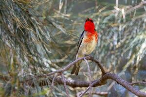 scarlatto Honeyeater nel Australia foto