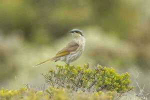 cantando Honeyeater nel Australia foto