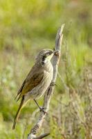 cantando Honeyeater nel Australia foto