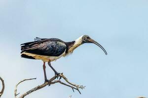 cannuccia collo ibis foto