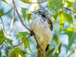 a strisce Honeyeater nel Australia foto