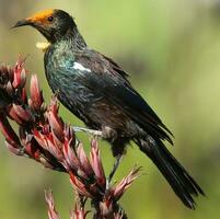 tui Honeyeater nel nuovo Zelanda foto