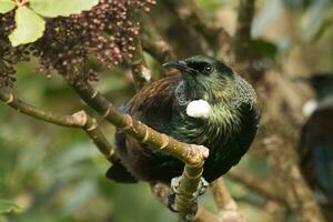 tui Honeyeater nel nuovo Zelanda foto