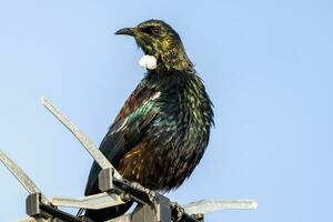 tui Honeyeater nel nuovo Zelanda foto