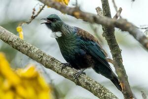 tui Honeyeater nel nuovo Zelanda foto