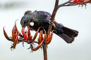 tui Honeyeater nel nuovo Zelanda foto