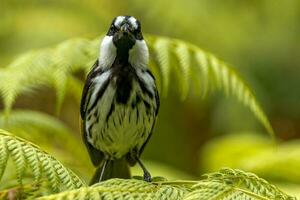 dalle guance bianche Honeyeater nel Australia foto