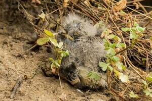 piumato di bianco Honeyeater nel Australia foto