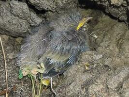 piumato di bianco Honeyeater nel Australia foto