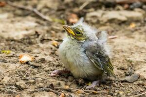 piumato di bianco Honeyeater nel Australia foto