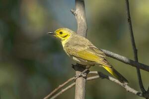 di colore giallo Honeyeater nel Australia foto