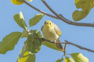 di colore giallo Honeyeater nel Australia foto