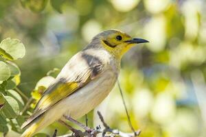 di colore giallo Honeyeater nel Australia foto