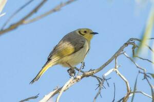 di colore giallo Honeyeater nel Australia foto