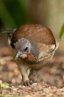 quello di alberto lyrebird nel Australia foto