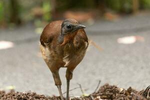 quello di alberto lyrebird nel Australia foto