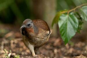 quello di alberto lyrebird nel Australia foto