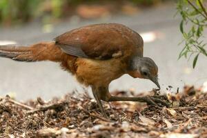 quello di alberto lyrebird nel Australia foto