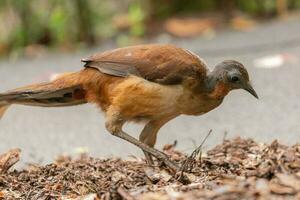 quello di alberto lyrebird nel Australia foto