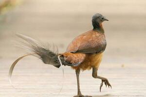 quello di alberto lyrebird nel Australia foto