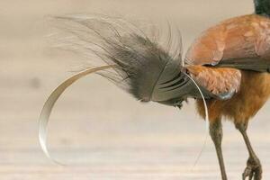 quello di alberto lyrebird nel Australia foto