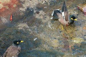 uccello myna comune foto
