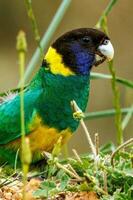 28 ringneck pappagallo foto