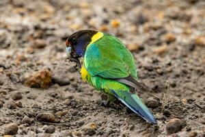 28 ringneck pappagallo foto